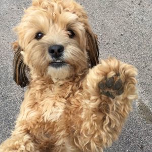 Meet your Posher, Melissa